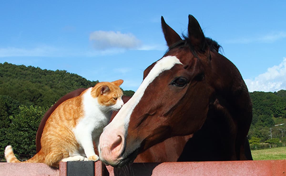 人気G1馬・メイショウドトウに飛び乗る姿が話題...“引退馬牧場に暮らす猫・メト”の日常