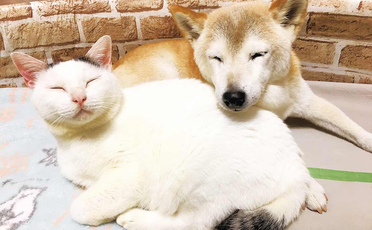 身動きが取れない...認知症の柴犬「しの」を助けた、仲良し猫「くぅ」の咄嗟の行動