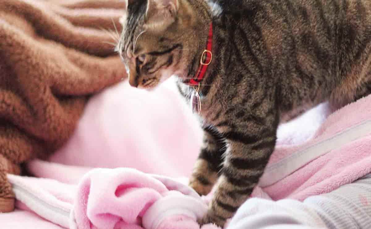 実は不安なのかも? 鳴き声にあらわれる「猫の気持ち」のサムネイル