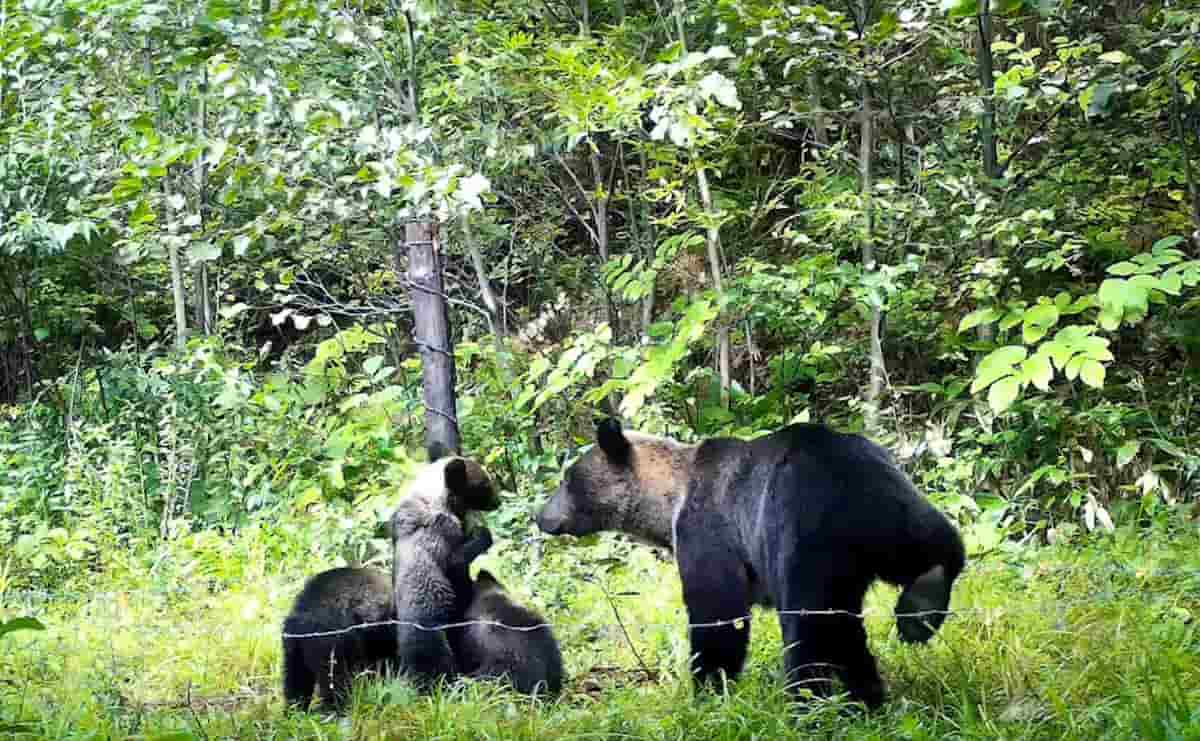 クマ被害が過去最多を更新...専門家が語る「真の共存」への道