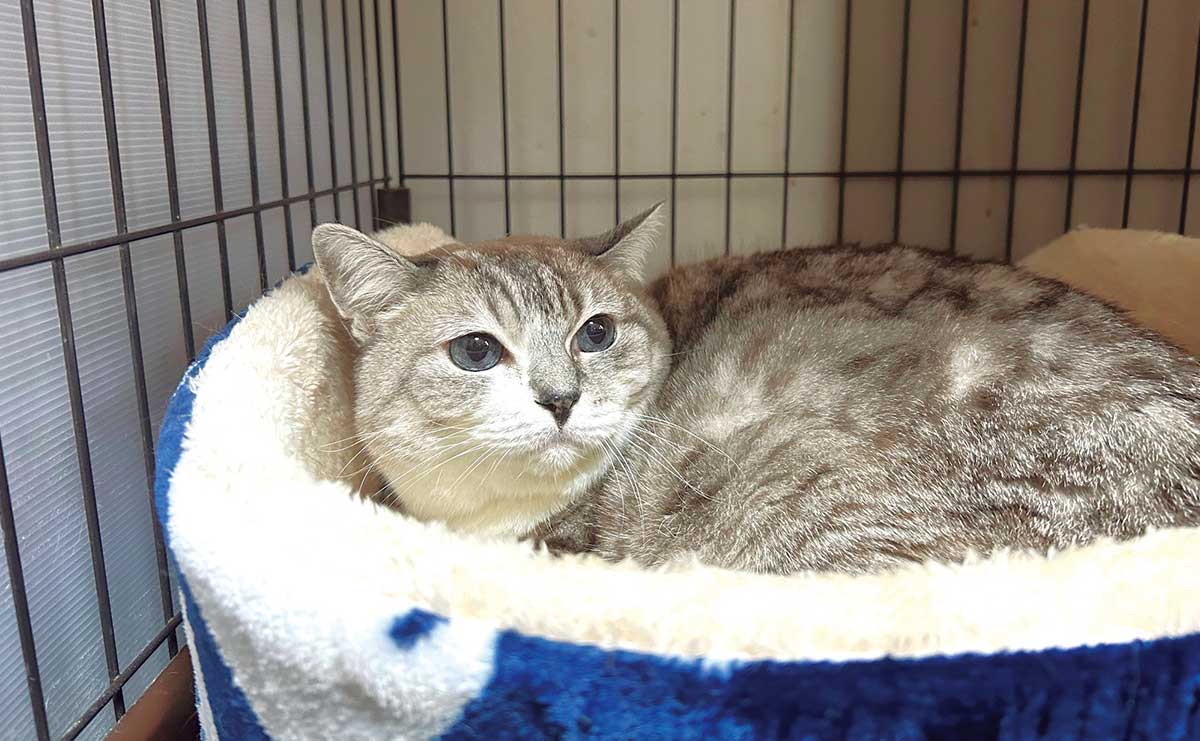 無責任?「猫とアパートで暮らす70代男性」　高齢の飼い主が頼れる場所とはのサムネイル