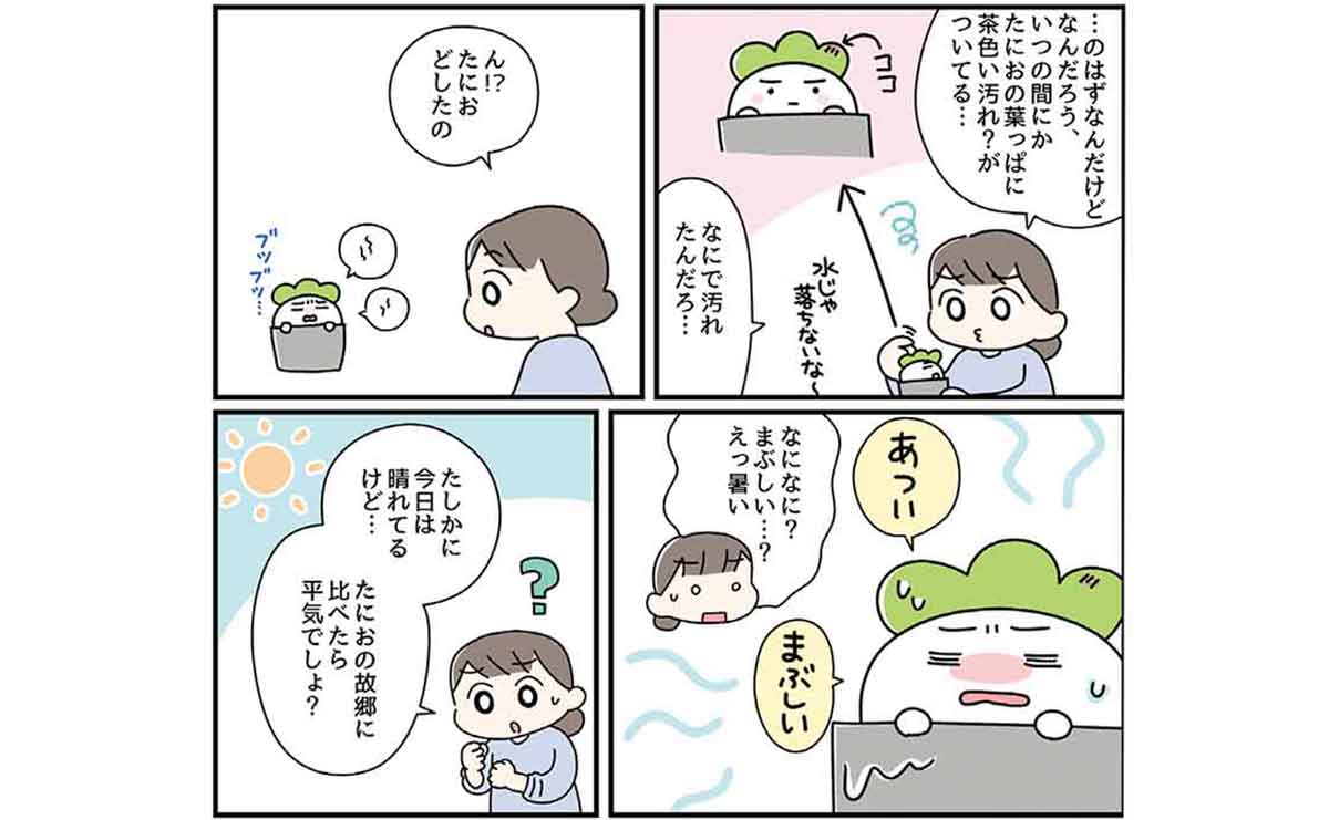 多肉植物の大敵は「高温」「直射日光」「蒸れ」 マンガでわかる日本の夏の乗り越え方のサムネイル