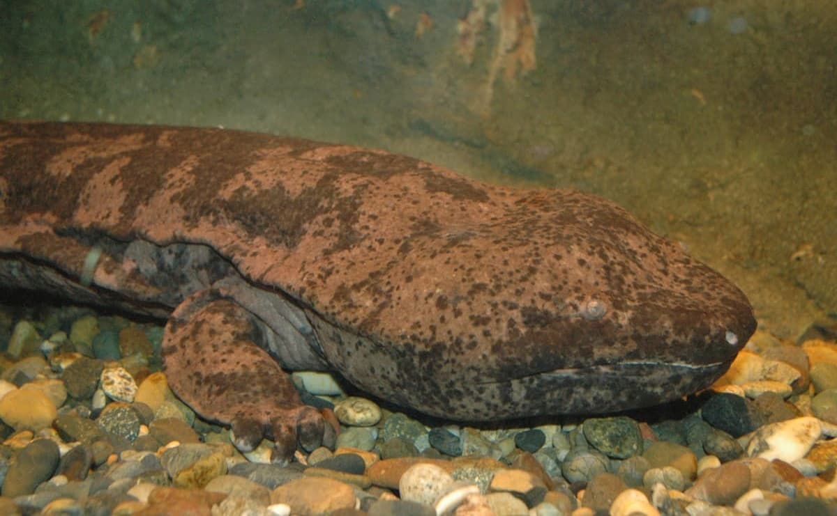 中国では絶滅したと思われた希少な「スライゴオオサンショウウオ」を日本で発見！専門家が語る魅力のサムネイル