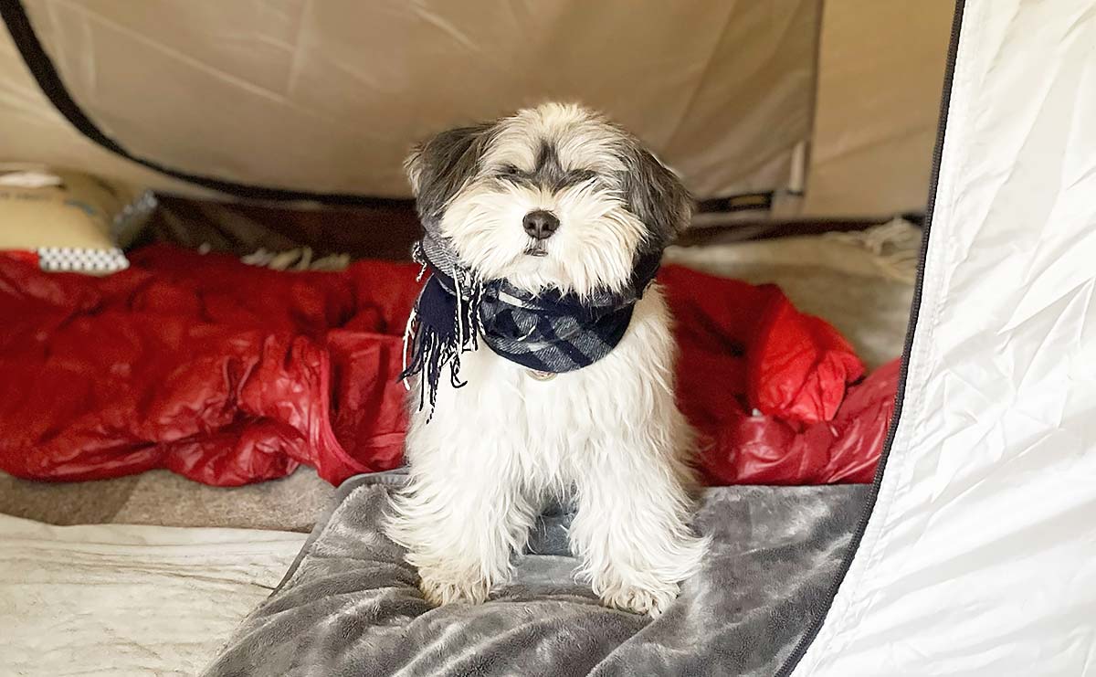 愛犬が鼻を近づけた「亡き夫のマフラー」　別れから3年、ソロキャンプで感じた気配（連載「夫を失うということ」第23話）のサムネイル