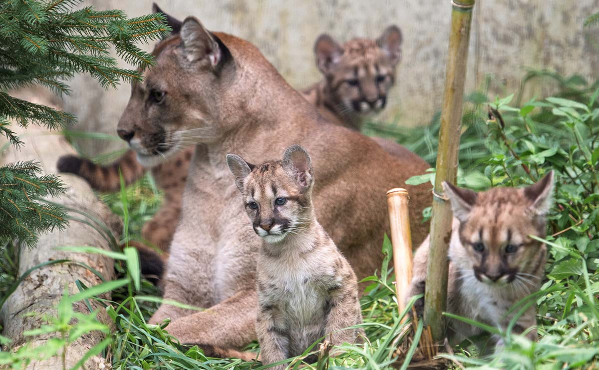 人気急増中！　盛岡の動物園で見られる「ピューマ親子4頭」の微笑ましい日常のサムネイル