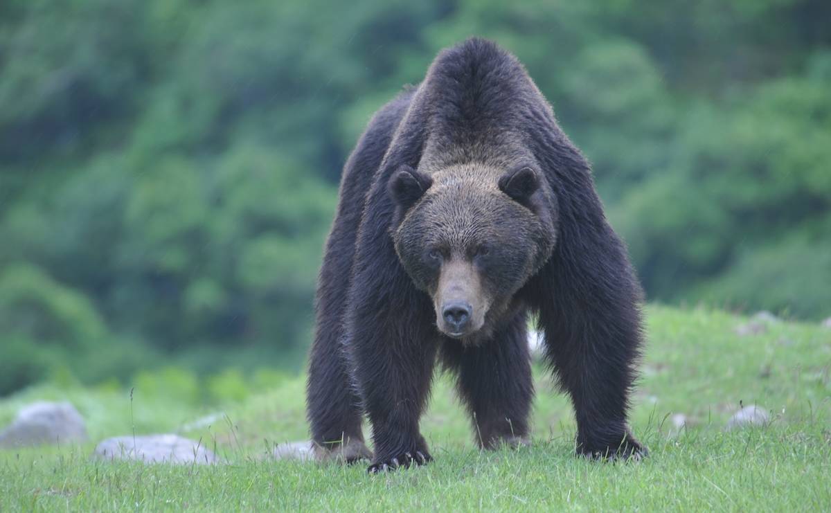 なぜクマは人を怖がらなくなった？「アーバンベア」急増の背景【専門家が解説】のサムネイル
