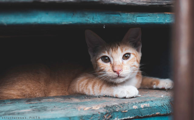 「老いた犬や猫を見捨てないで」 身勝手な飼い主に苦しめられるペットたち