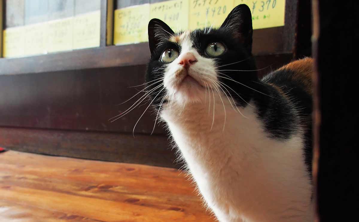 がんで夫を亡くし、娘と2人きりになった女性を支えた「珈琲豆店の猫」