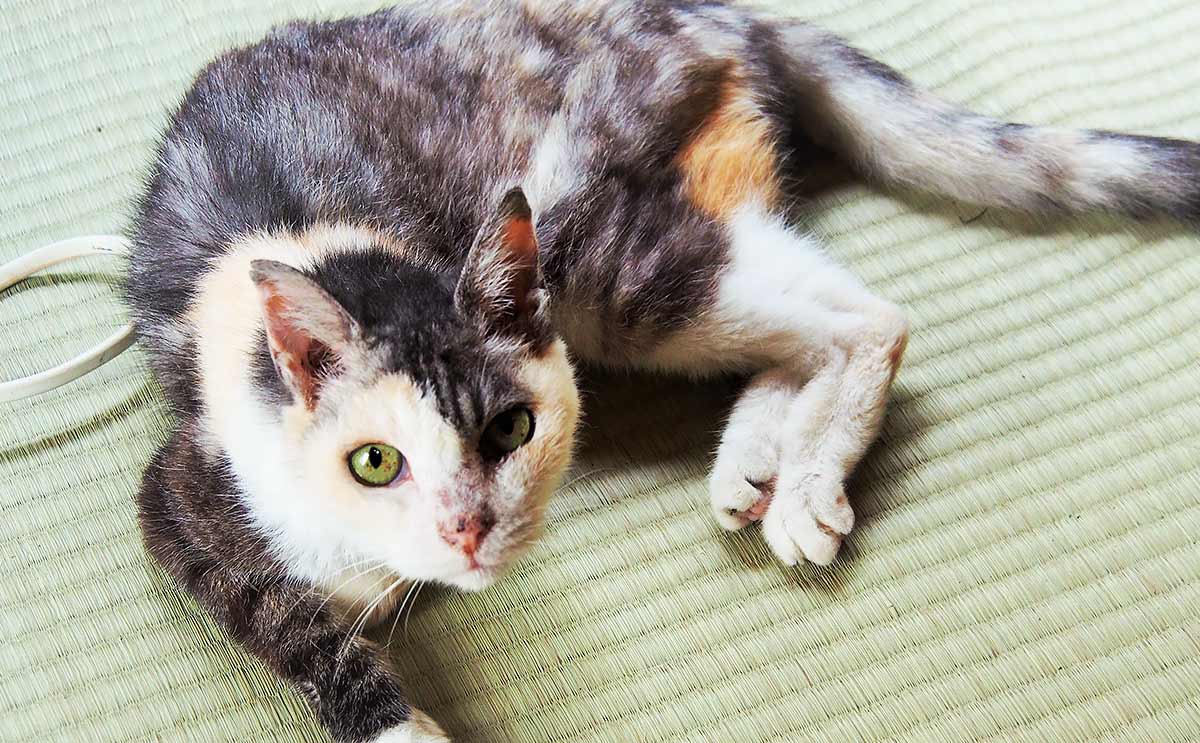 「また、生まれ変わっておいで」23歳の猫と男性が過ごした“最後のお正月”