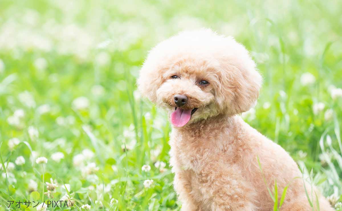 日本の飼い犬の54％がシニア...人間より加速する「ペットの高齢化」の実情