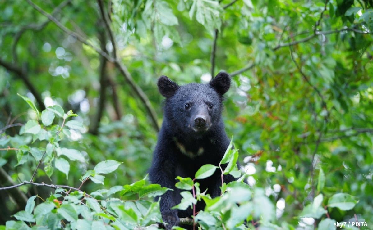クマの人里出没は「山に餌がないから」だけではない？専門家が語る本当の理由のサムネイル