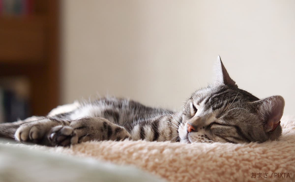 「猫になりたい」　YouTuberいけちゃんが語る“猫化”という生き方のサムネイル