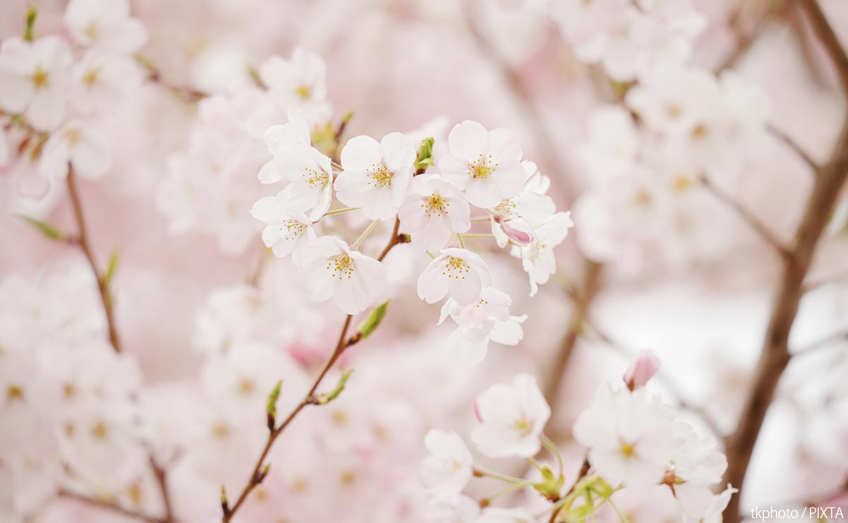 贈り主はどこへ行ったのか? 舞鶴の桜の名所「共楽公園」に20年以上残された“日系米兵”の謎のサムネイル