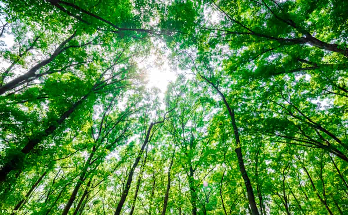 「持ち主不明の森」が林業を探偵業にする　現場で深刻化する“所有者探しの壁”