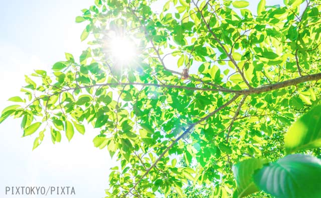 「歩く趣味」を始めたら、日常が豊かになった　足元に咲く小さな花、鳥の声...