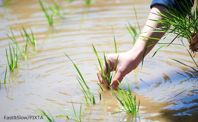 コメの流通が安定しないのはなぜ？ カギを握る「契約栽培」の現状
