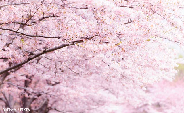 舞鶴に桜を植えた米兵の正体　真珠湾で爆撃に遭い、“スパイ”と罵られた悲劇の記録のサムネイル